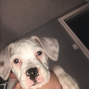 Meet your Posher, Sydney